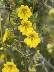 Tropaeolum brachyceras