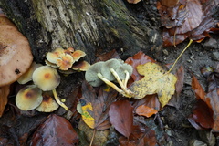 Hypholoma fasciculare