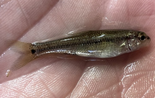 Devils River minnow (Dionda diaboli) — Cyprinidae — 2