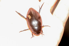 Dibolocelus