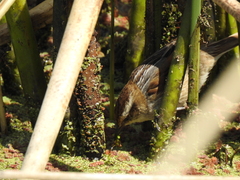 Phleocryptes melanops