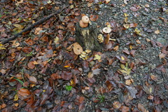 Hypholoma fasciculare