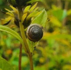 Trochulus striolatus