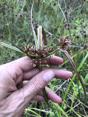 Cyperus virens