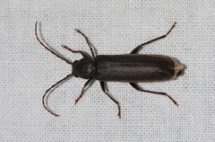 Arhopalus rusticus