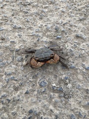 Parasesarma erythodactylum