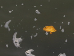 Lobotes surinamensis