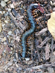 Scolopendra gigantea