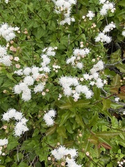Ageratina glechonophylla