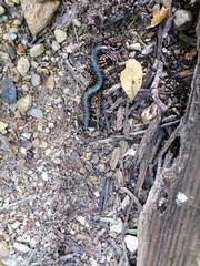 Scolopendra gigantea