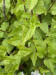 Ageratina glechonophylla