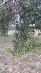 Juniperus ashei