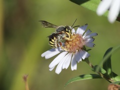 Anthidium