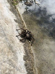 Aphonopelma eutylenum