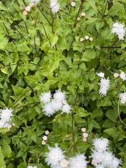 Ageratina glechonophylla