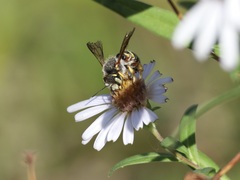 Anthidium