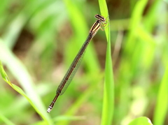 Pseudagrion kersteni