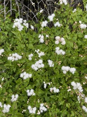 Ageratina glechonophylla