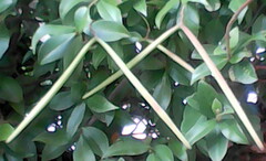 Trachelospermum jasminoides