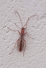 Ophion obscuratus
