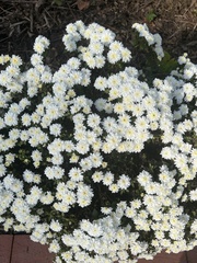 Tanacetum parthenium