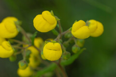 Calceolaria angustifolia