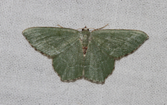 Hemithea aestivaria
