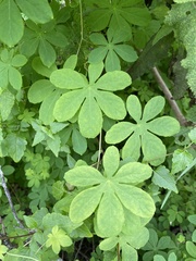 Tropaeolum