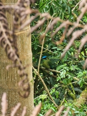 Momotus aequatorialis