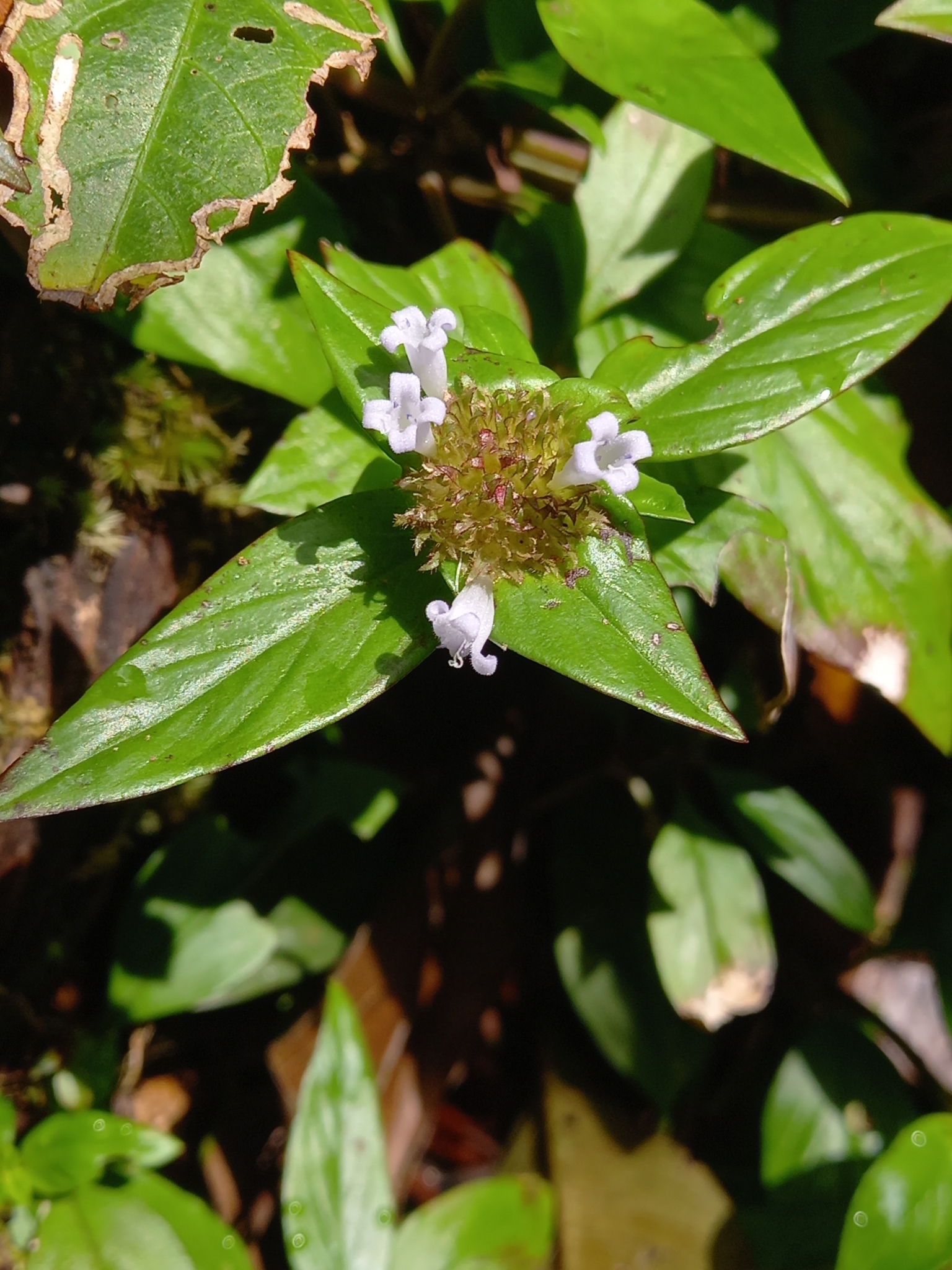 Spermacoce alata