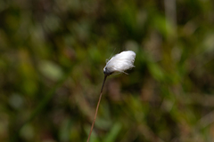 Eriophorum vaginatum
