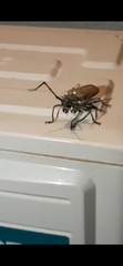 Batocera rufomaculata