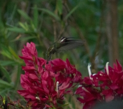 Heliomaster constantii