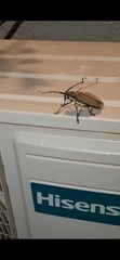 Batocera rufomaculata
