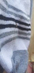 Chironomidae