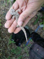 Thecadactylus rapicauda