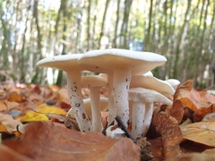 Hygrophorus eburneus