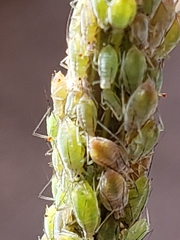 Hyperomyzus lactucae