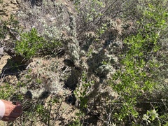 Cylindropuntia cholla