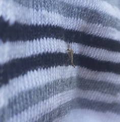 Chironomidae
