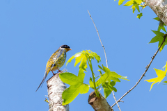 Phibalura flavirostris