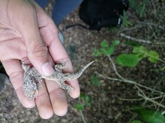 Thecadactylus rapicauda