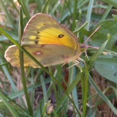 Colias