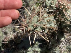 Cylindropuntia cholla