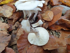 Hygrophorus eburneus