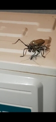 Batocera rufomaculata