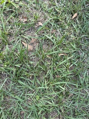 Stenotaphrum secundatum