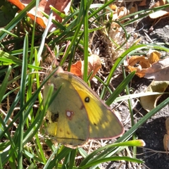 Colias