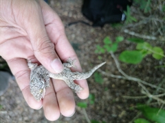 Thecadactylus rapicauda