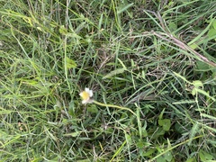 Tridax procumbens